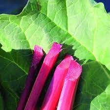Graines de rhubarbe - Graines de jardinage potager