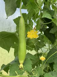 ハイブリッドヘチマの種 – スポンジ野菜