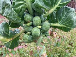 Rosenkohl Samen - Ziehen Sie Ihren eigenen Garten groß