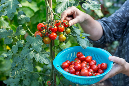 Large Red Cherry Tomato Seeds for Planting
