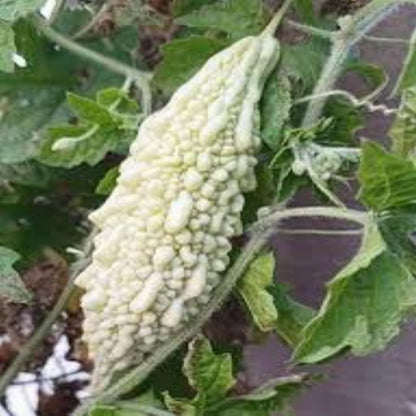 Graines de melon amer à peau blanche