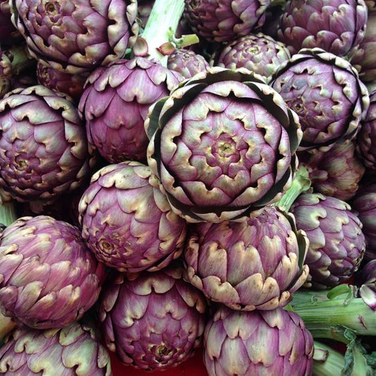 Semi di carciofo - Viola
