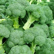 Perfect Broccoli Seeds for Planting – Heirloom, Non-GMO, Easy to Grow, High Yielding