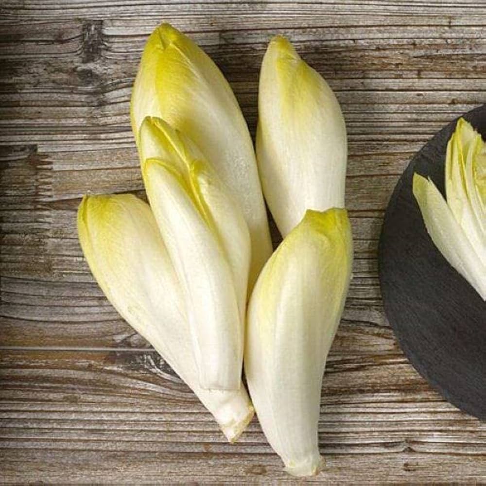 チコリ野菜の種-イエロー