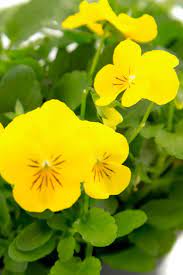 Johnny Jump Up Seeds – Yellow for Planting