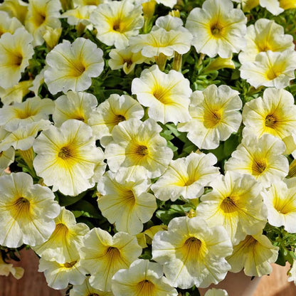 Petunia Flower Seeds for Planting yellow and white