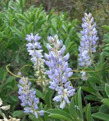 Lupine Wildflower Seeds sky blue