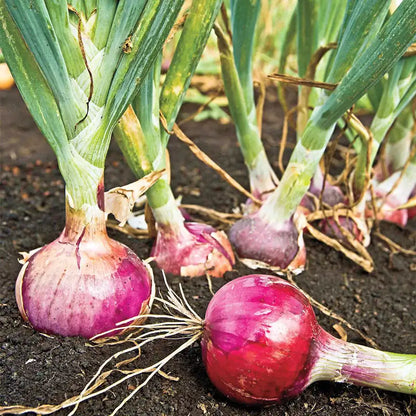 Red Candy Apple Onion Vegetable Seeds