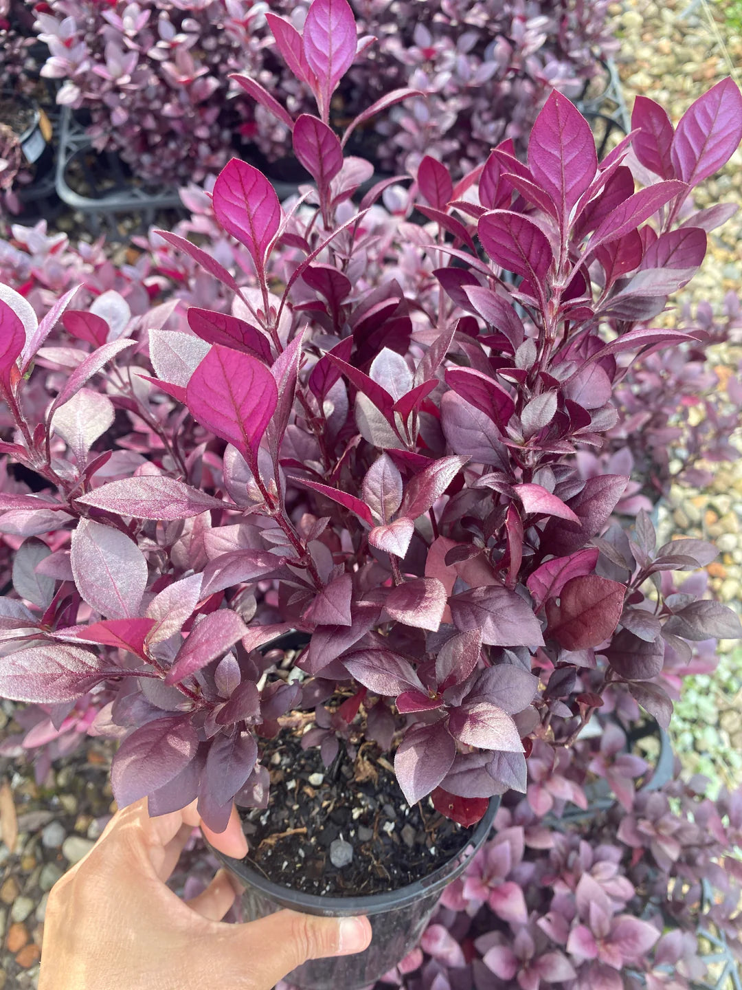 Alternanthera Ornamental Plant Seeds