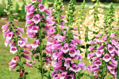 Foxglove Seeds Grow Beautiful Colorful Blooms