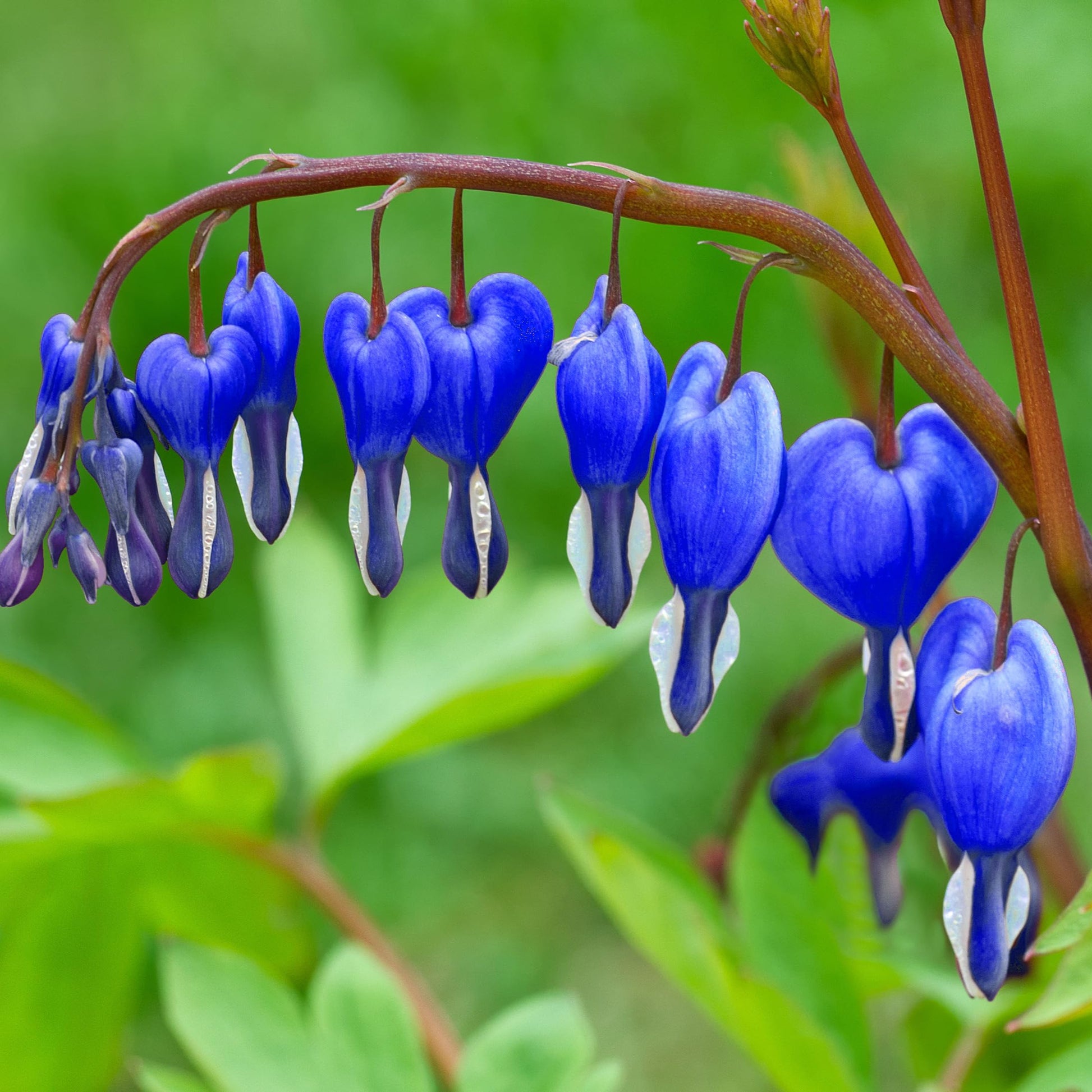 bleeding heart seeds from plant Blue Bleeding Heart Flower Seeds for Planting – Heirloom, Non-GMO, Per – Pure Asia Seeds