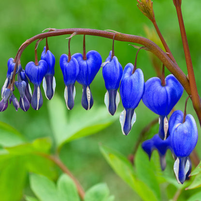 Blue Bleeding Heart Flower Seeds