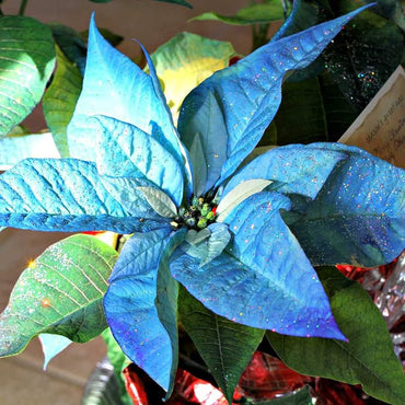 Blue Poinsettia Flower Seeds
