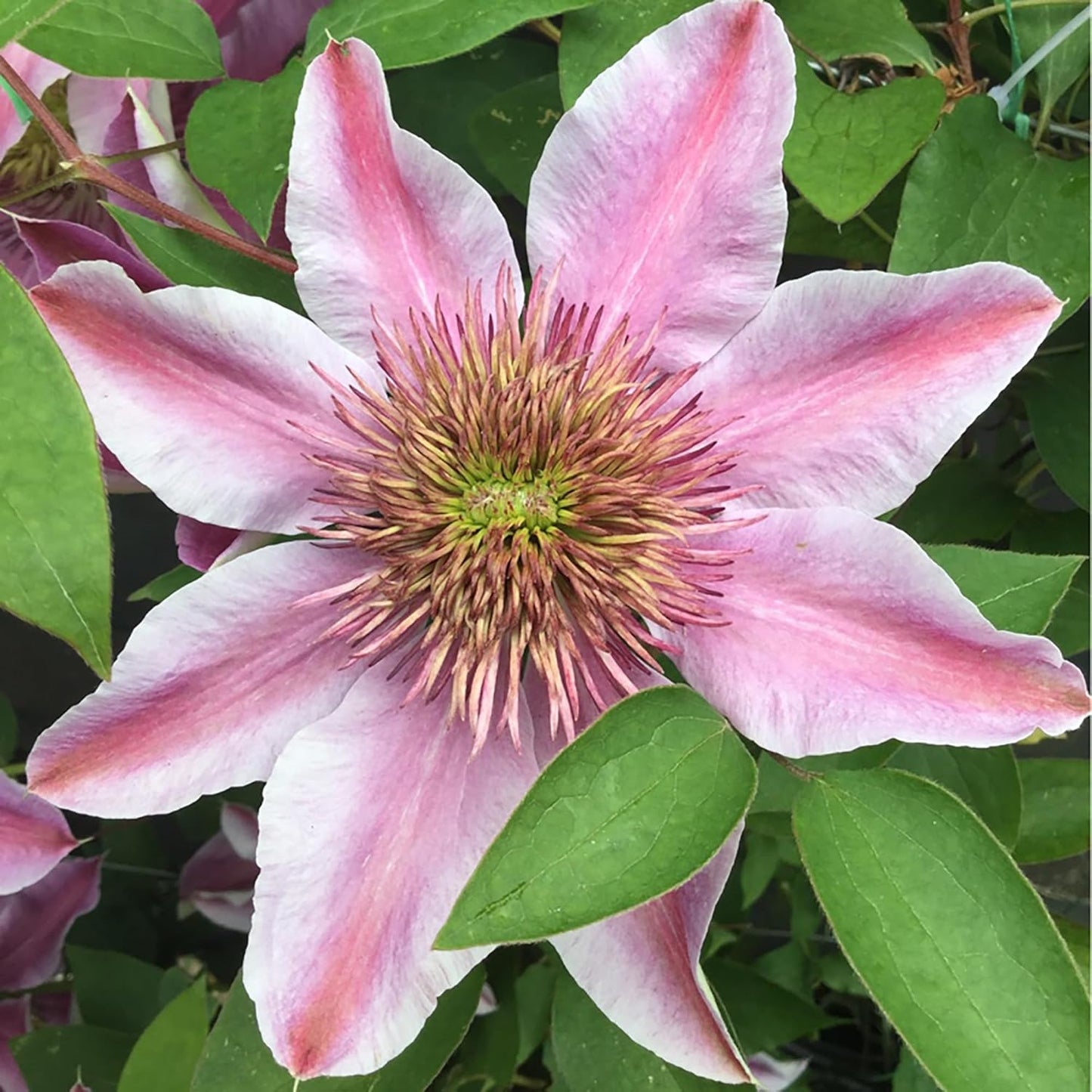 Empress' Clematis Flower Seeds