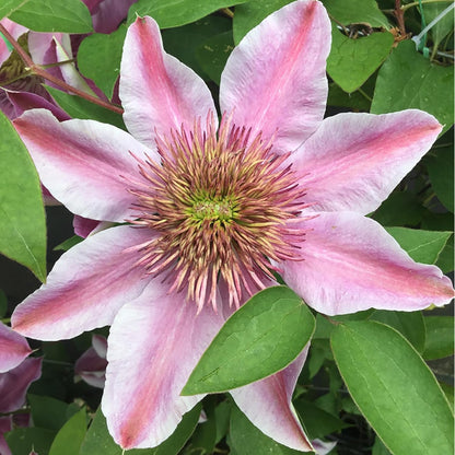Empress' Clematis Flower Seeds