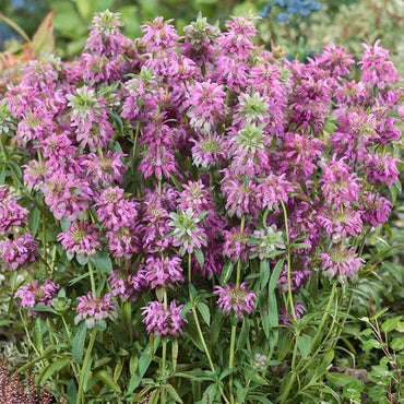 Semi di Erba di Monarda al Limone
