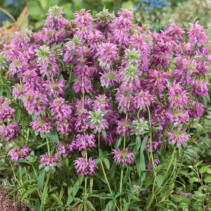 Semi di Erba di Monarda al Limone