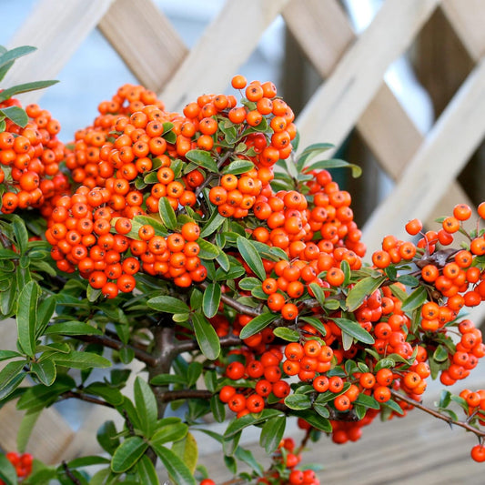 Scharlachroter Feuerdorn Pyracantha Coccinea Samen