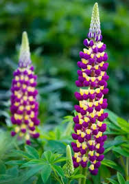 Lupine Wildflower Seeds yellow & purple