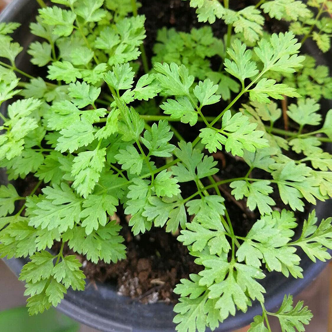 Winter Chervil Herb Seeds