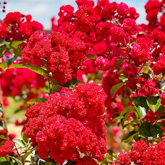 Red Crepe Myrtle Flower Seeds