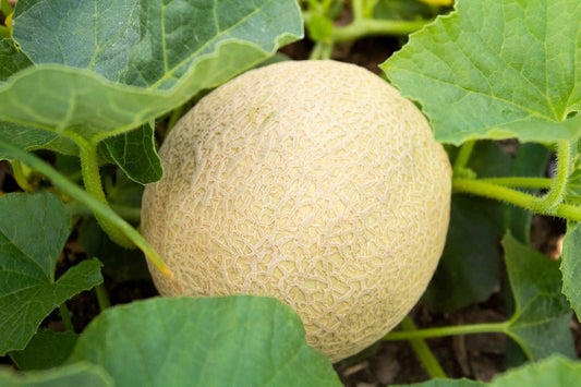 Muskmelon Cucumis melo Fruit Seeds for Planting for Vegetable Patch