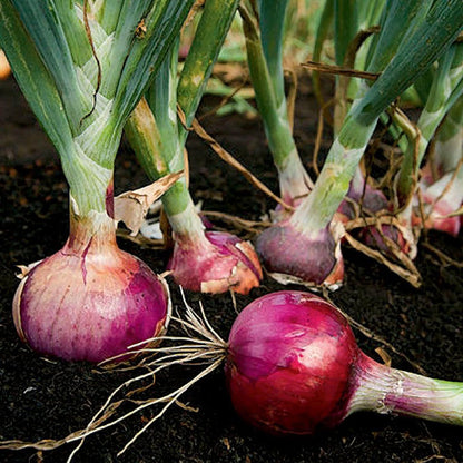 Red Candy Apple Onion Vegetable Seeds