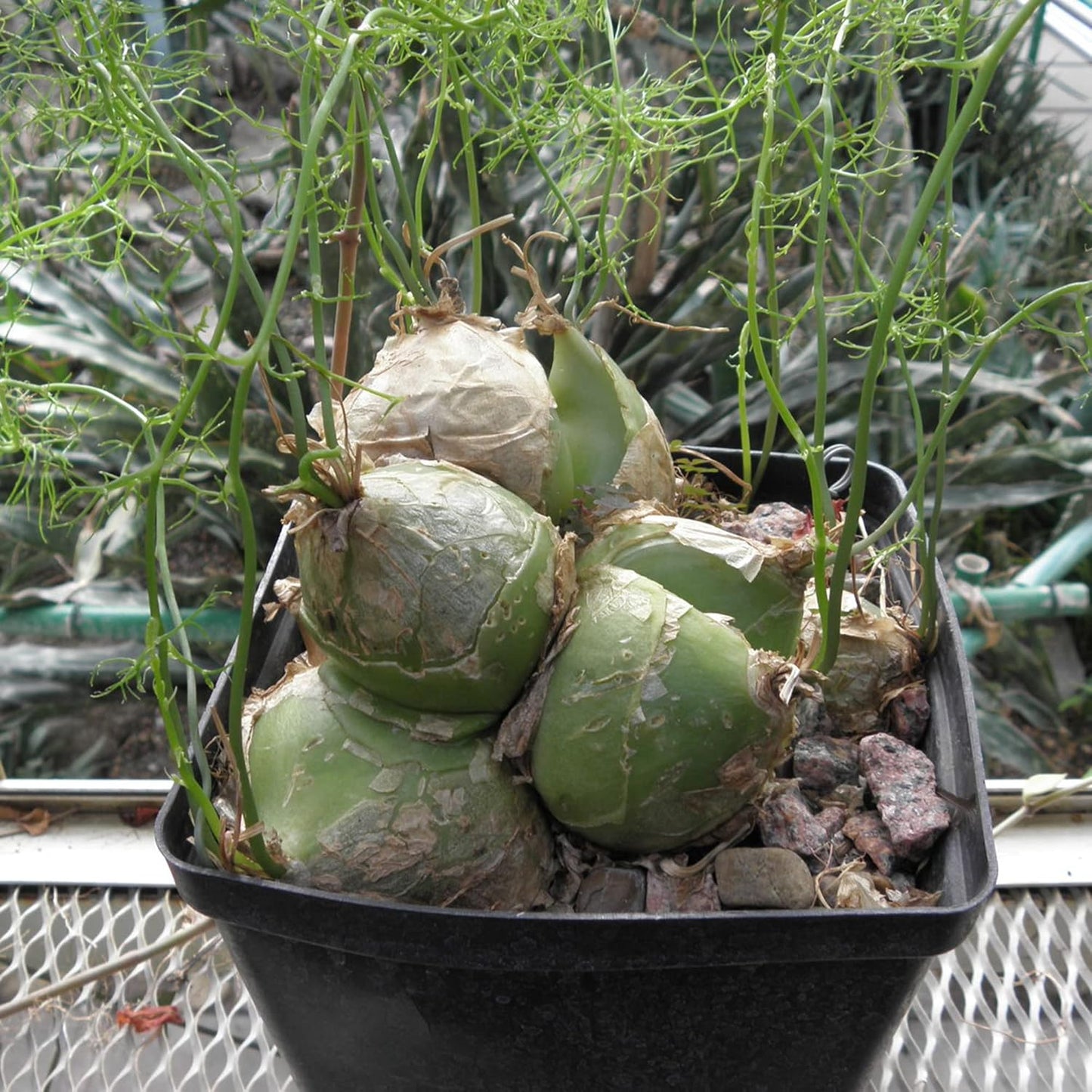 Bowiea Volubilis Plant Seeds