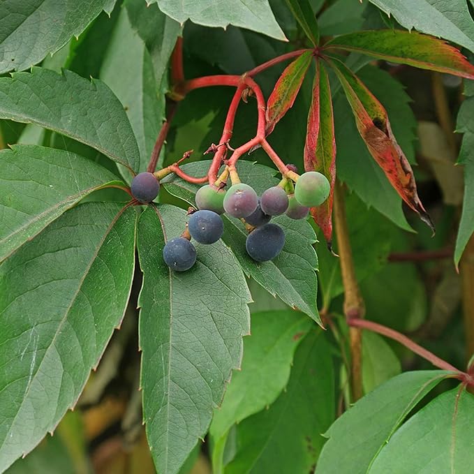 Semi di Virginia Creeper
