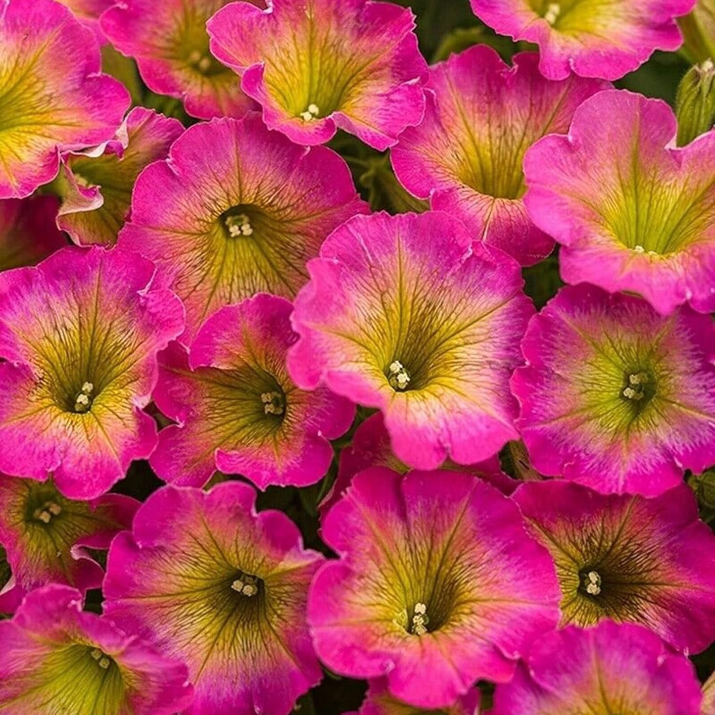 Petunia Supertunia Daybreak Charm Flower Seeds