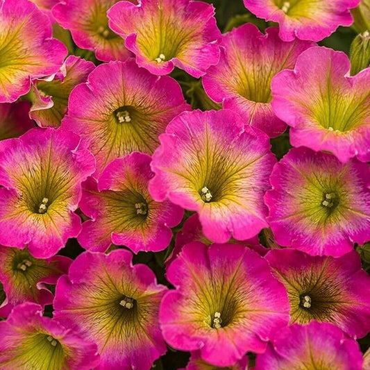Petunia Supertunia Daybreak Charm Flower Seeds