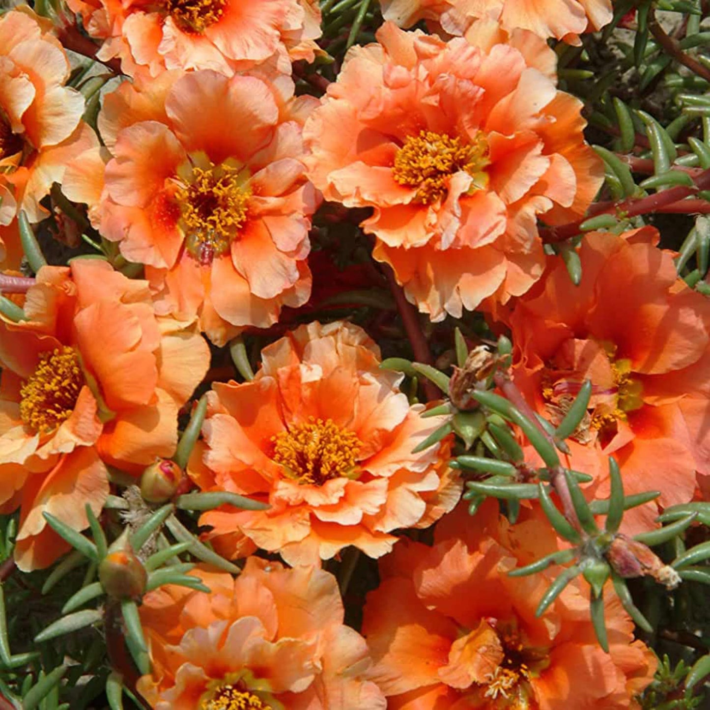 Orange Moss Rose Flower Seeds