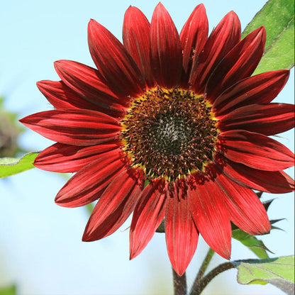 Maroon Sunflower Seeds