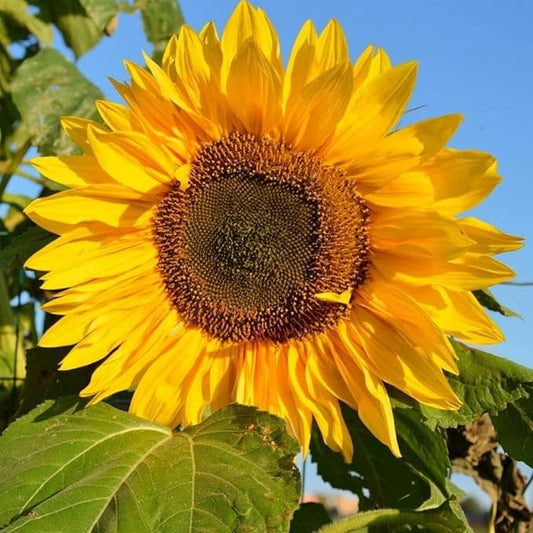 Gigantic Titan Sunflower Seeds