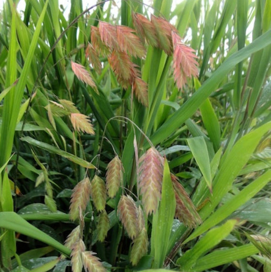 Northern Sea Oats Plant Seeds