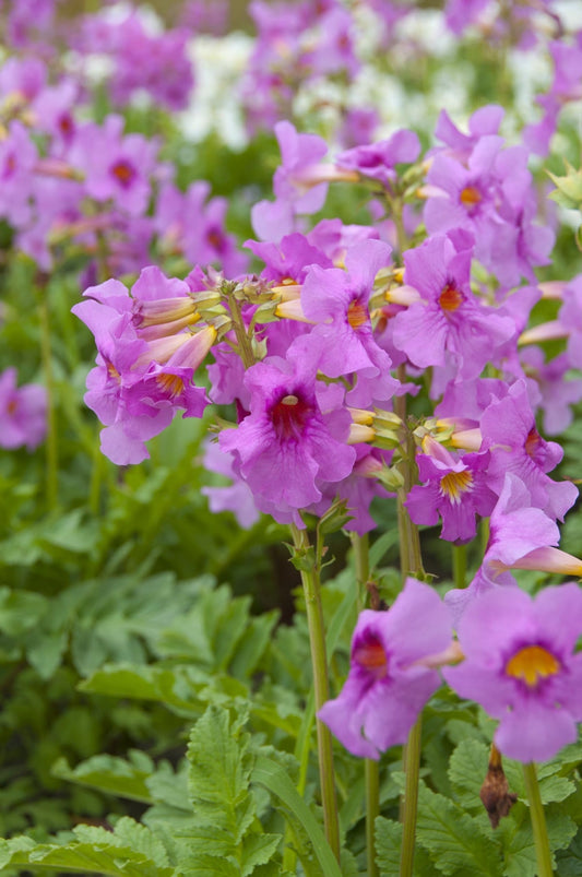Incarvillea Delavayi Flower seeds for Planting - Shade Tolerant, Heirloom & GMO Free Seeds for Home Garden
 
 Sale for planting in home garden.