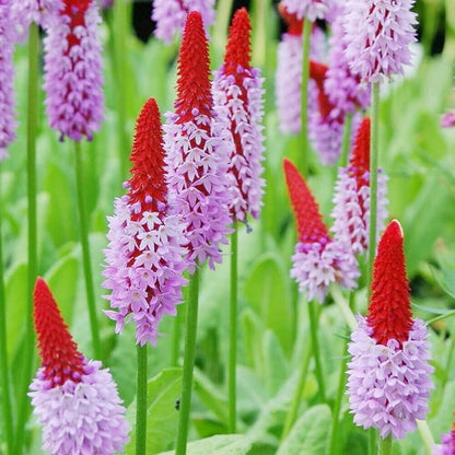 Primula Vialii Flower Seeds