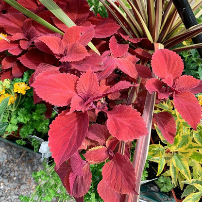 Coleus 'Redhead' Herb Seeds