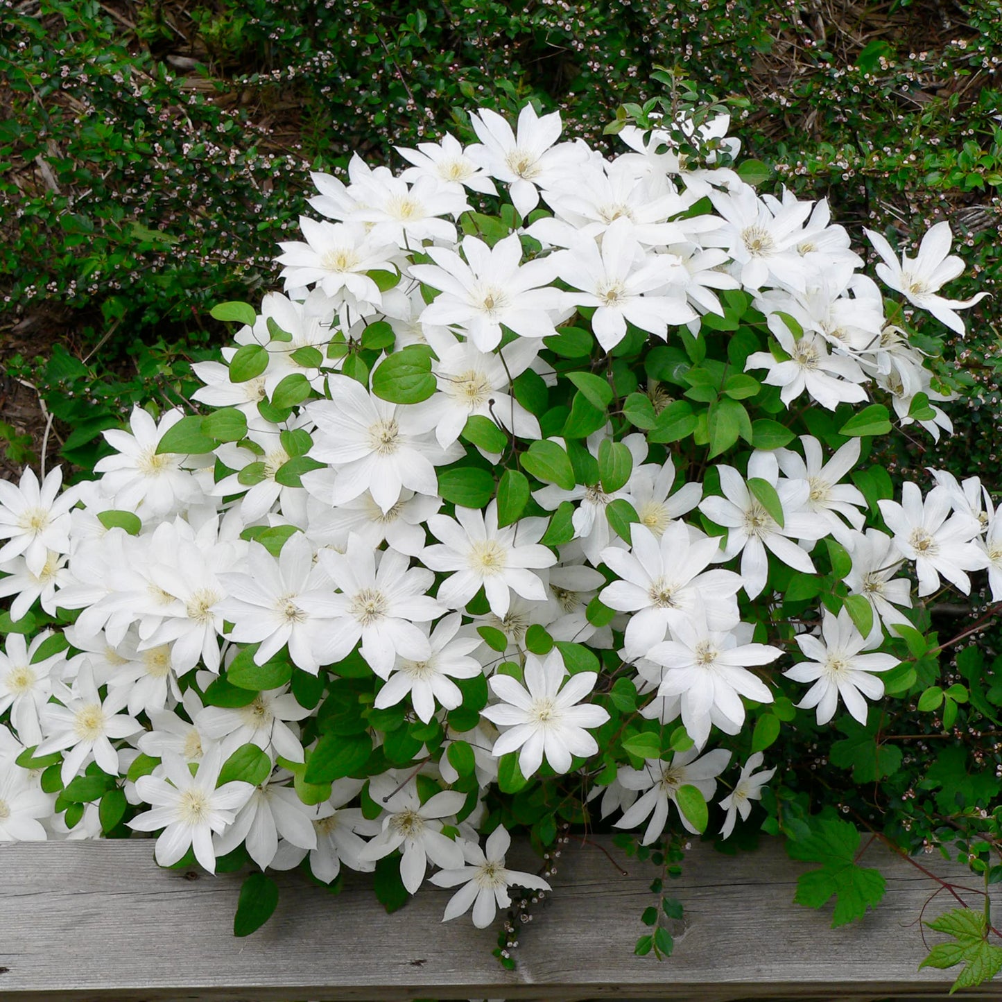 Clematis 'Henryi' Flower Seeds