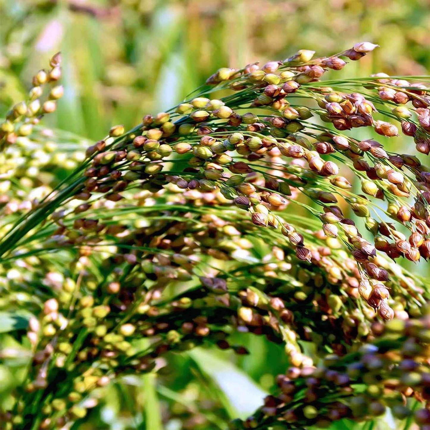 Broomcorn Herb Seeds