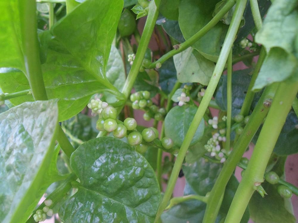 Malabar Spinach Vegetable Seeds