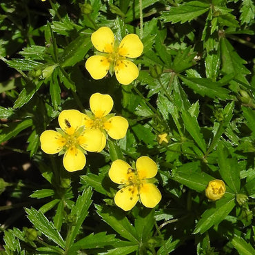 Tormentil Flower Seeds