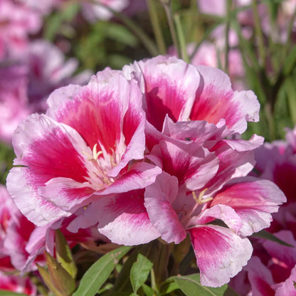 Pink Godetia Flower seeds for Planting - Pollinator Friendly, Heirloom & GMO Free Seeds for Home Garden