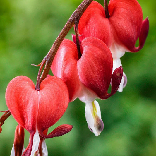 Red Bleeding Heart Perennial Flower Seeds