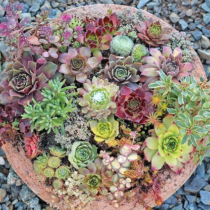 Gemischte Sedum-Pflanzensamen
