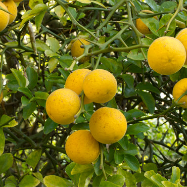 Poncirus trifoliata Fruchtsamen
