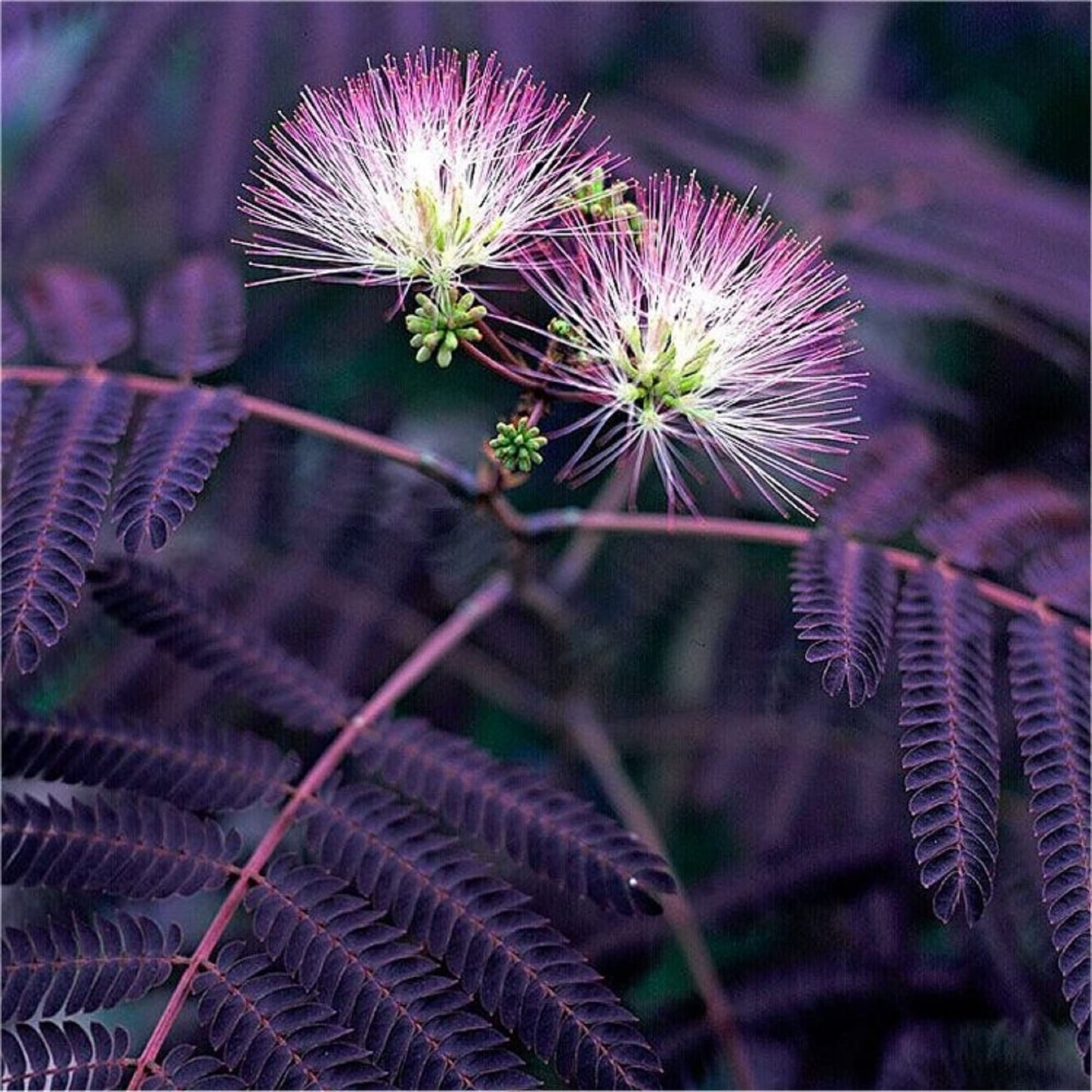 Chocolate Mimosa Tree Seeds for Planting – Heirloom, Non-GMO, Easy to Grow, Perennial