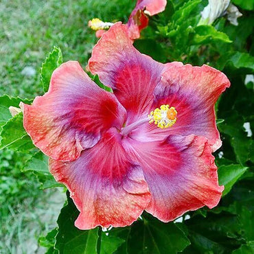 Red Orange Purple Hibiscus Flower Seeds