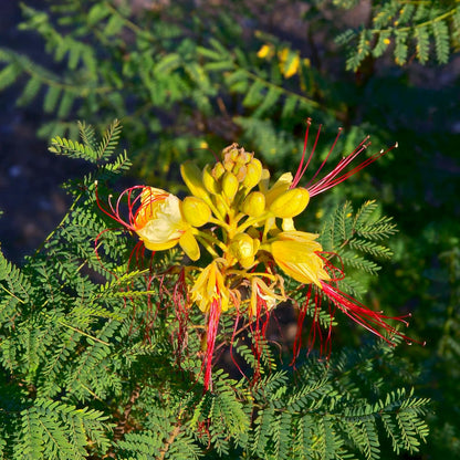 Desert Bird of Paradise Flower Seeds