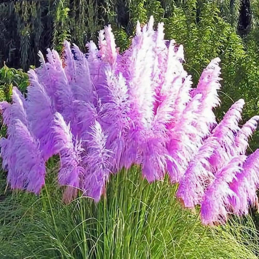 Purple Pampas Grass  Flower Seeds